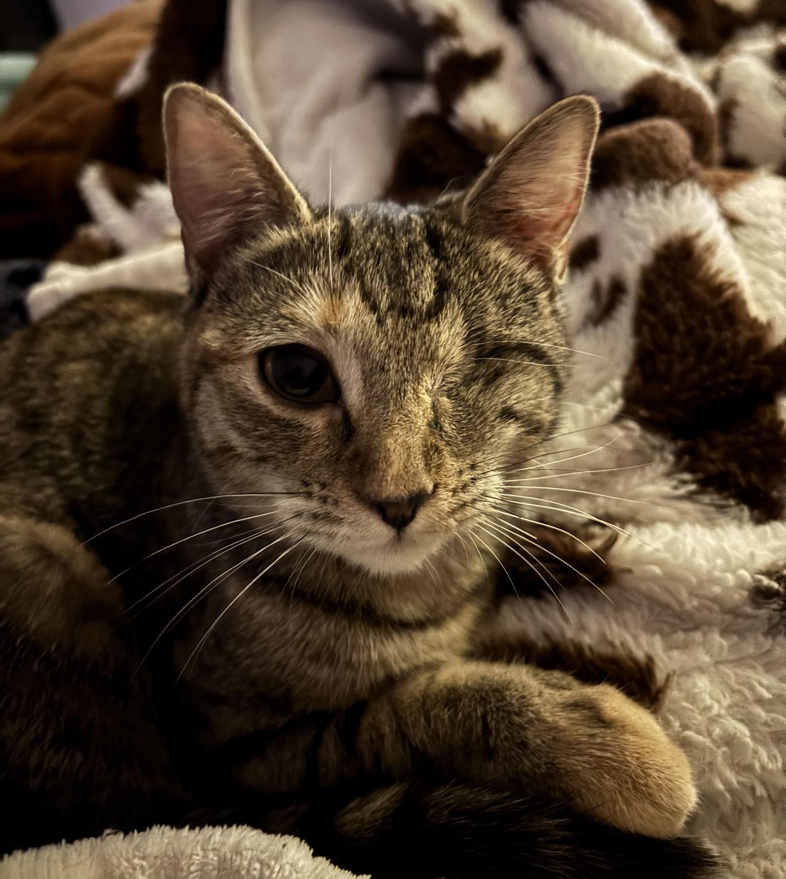 Enlarge Bella, a Adoptable American Shorthair in York, SC image 1/3