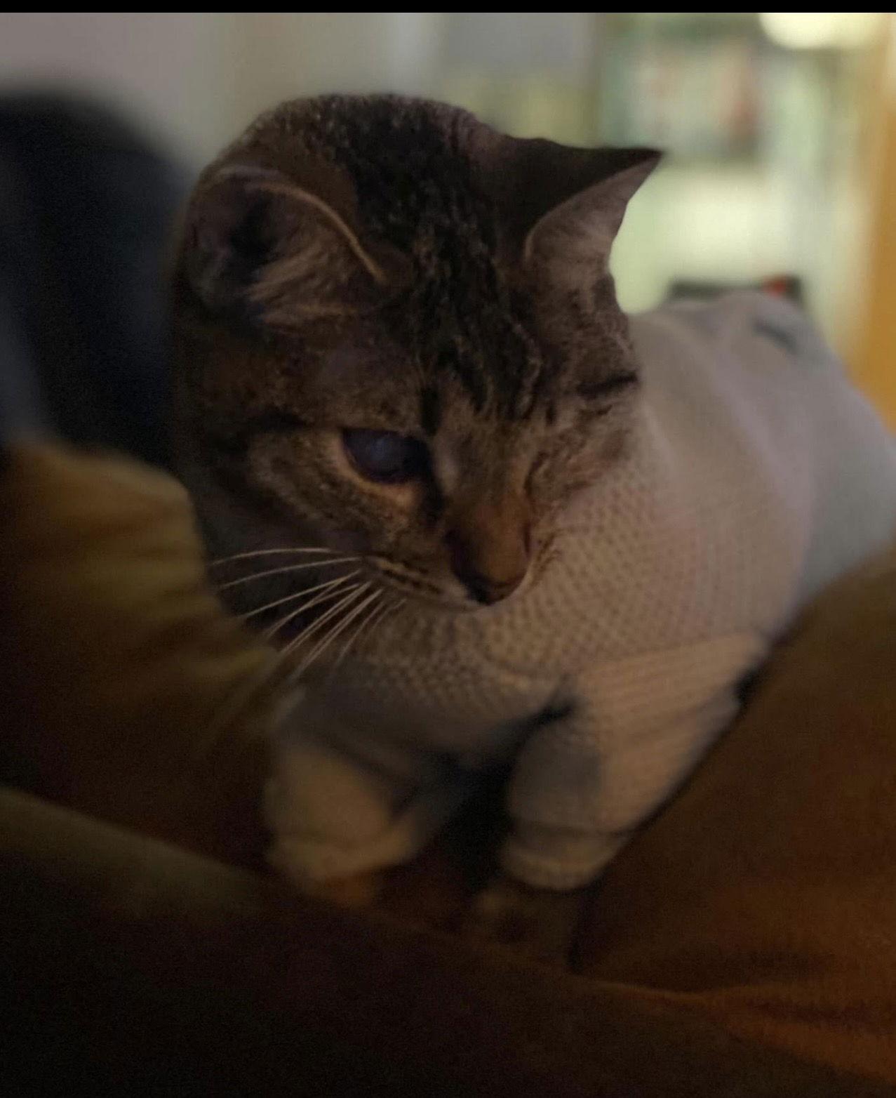 Enlarge Bella, a Adoptable American Shorthair in York, SC image 3/3