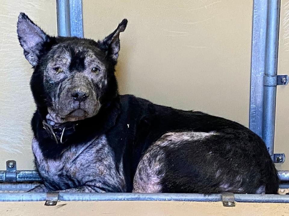 Luna, a Adoptable mixed breed in Cary, NC image 1/3