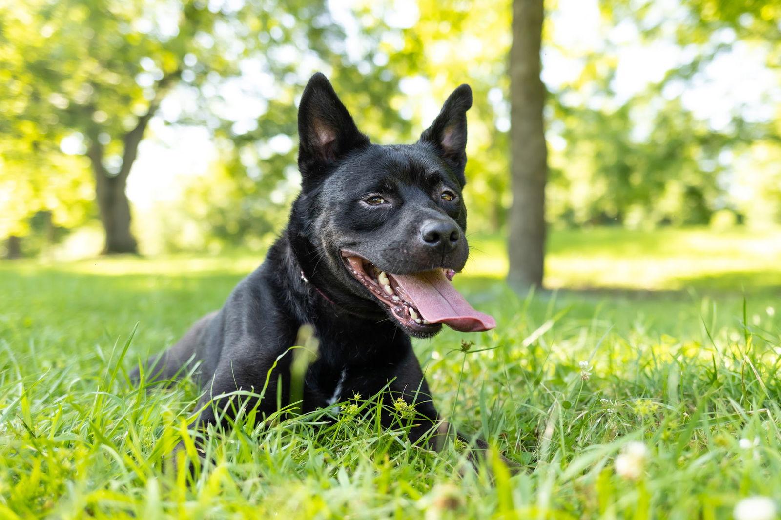 Luna, Adoptable, Adult Female Pit Bull Terrier & Husky.