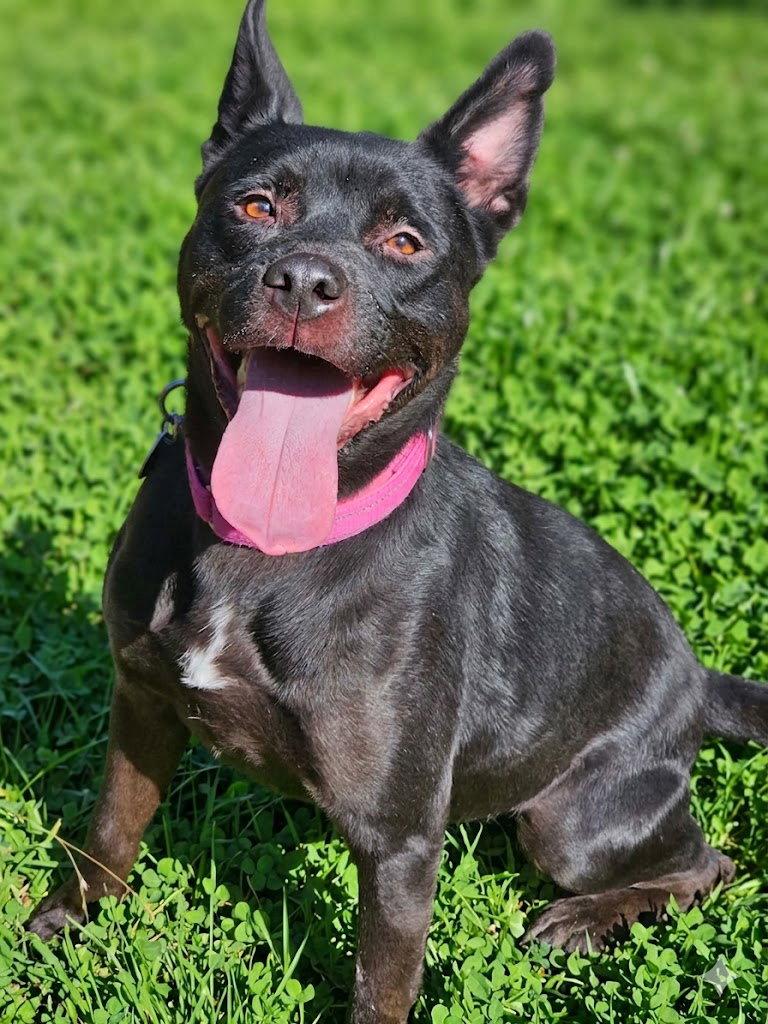 Enlarge Luna, a Adoptable mixed breed in Cary, NC image 1/3