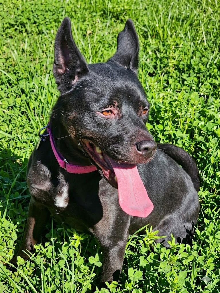 Enlarge Luna, a Adoptable mixed breed in Cary, NC image 2/3