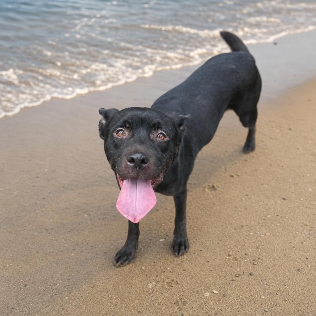 Enlarge Luna, a Adoptable mixed breed in Cary, NC image 3/3