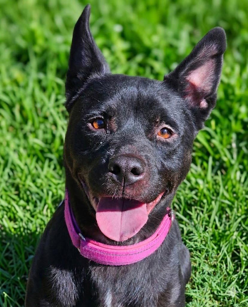 Enlarge Luna, a Adoptable mixed breed in Cary, NC image 3/3