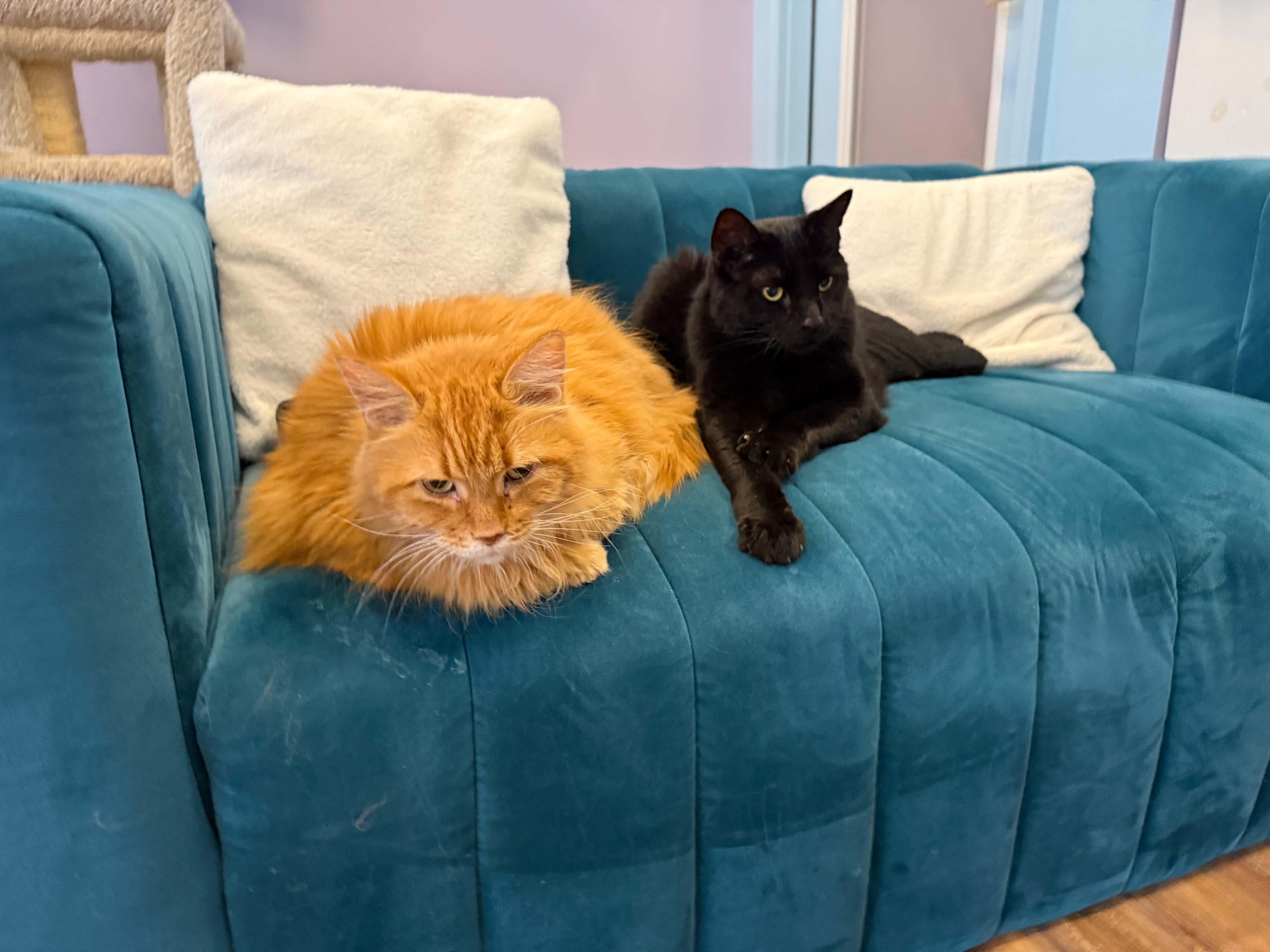 Enlarge Fluffy and Brisket (cat cafe), a Adoptable Domestic Long Hair in West Lafayette, IN image 4/5