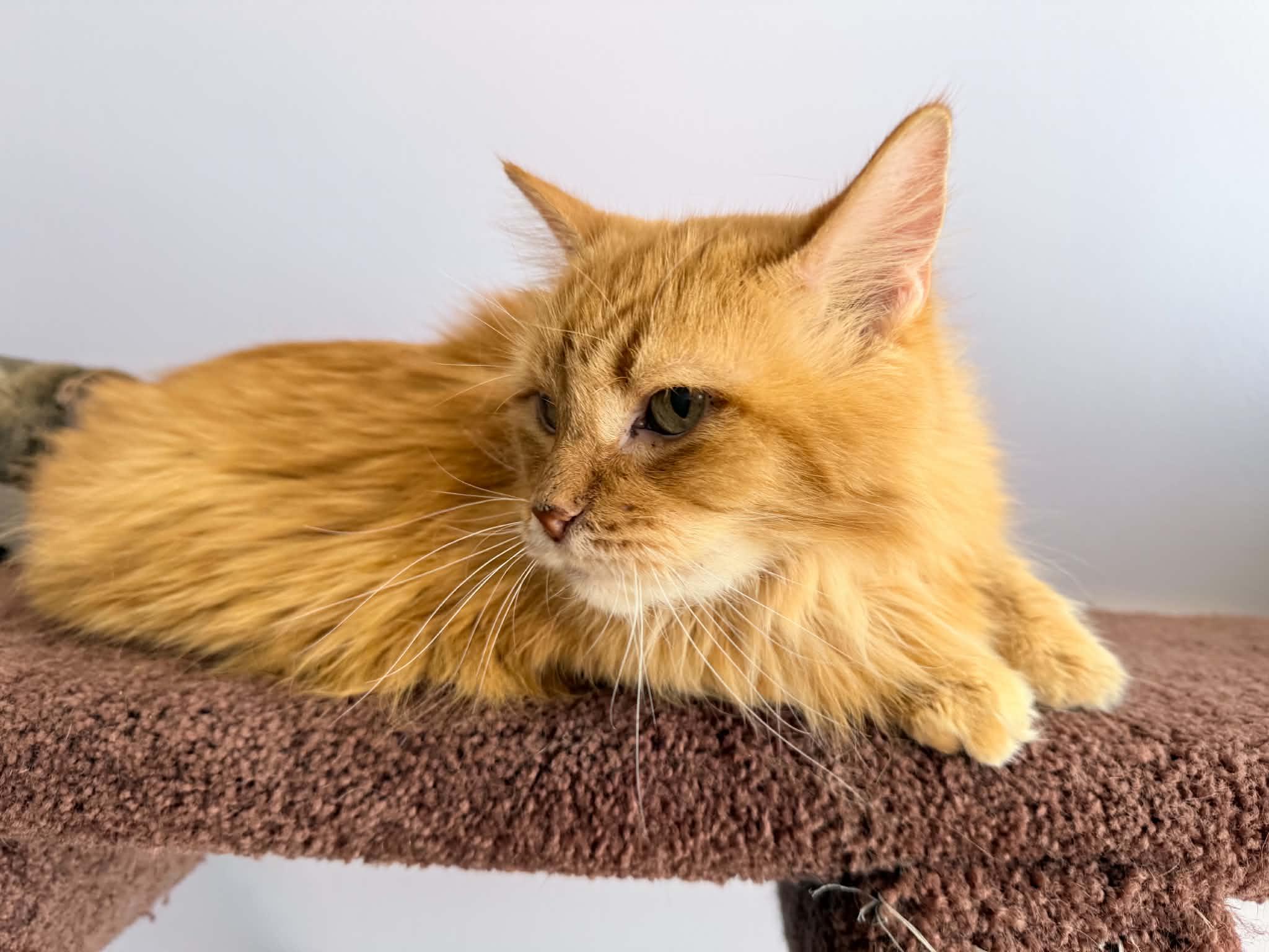 Enlarge Fluffy and Brisket (cat cafe), a Adoptable Domestic Long Hair in West Lafayette, IN image 2/5