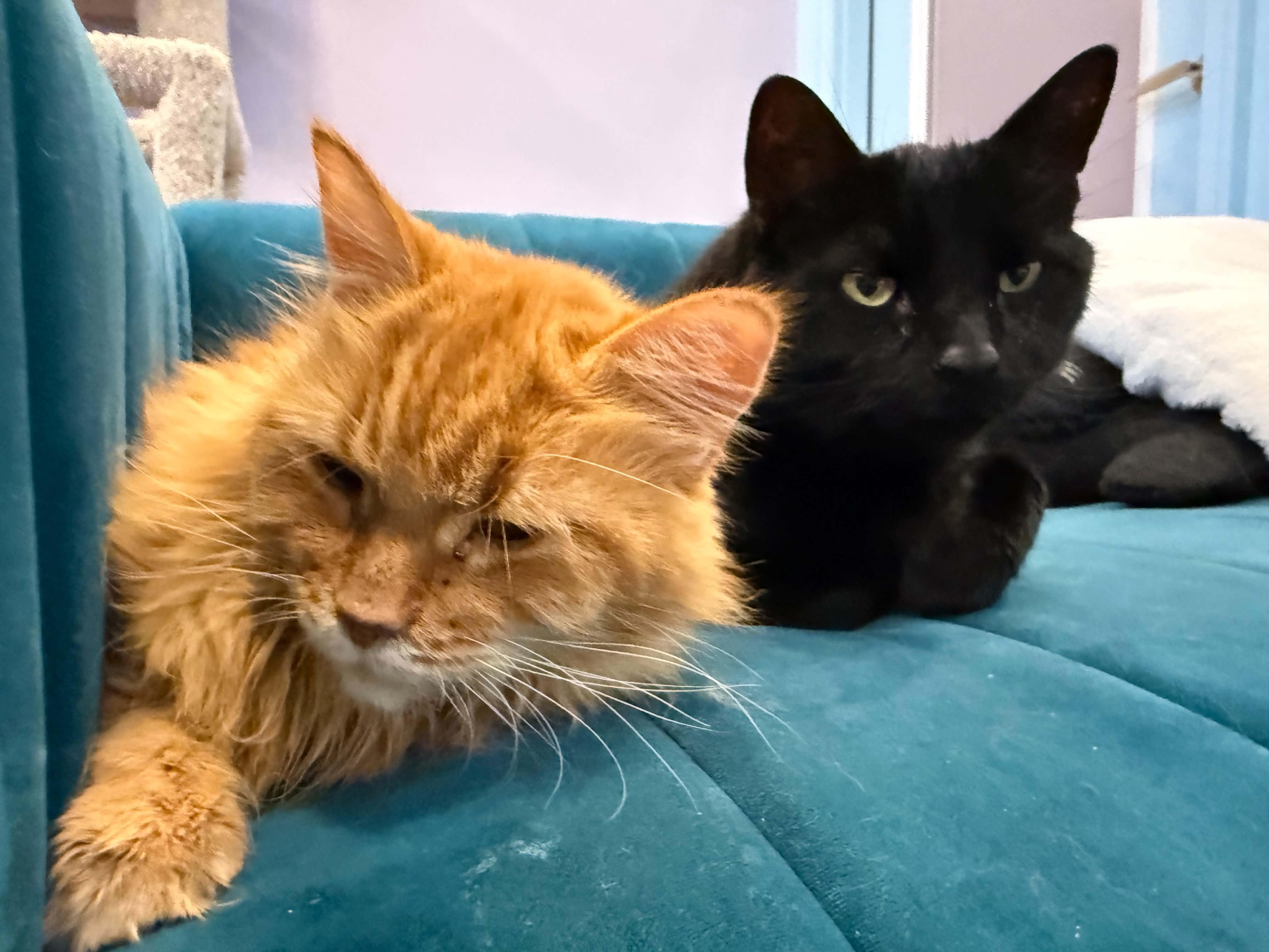 Enlarge Fluffy and Brisket (cat cafe), a Adoptable Domestic Long Hair in West Lafayette, IN image 5/5