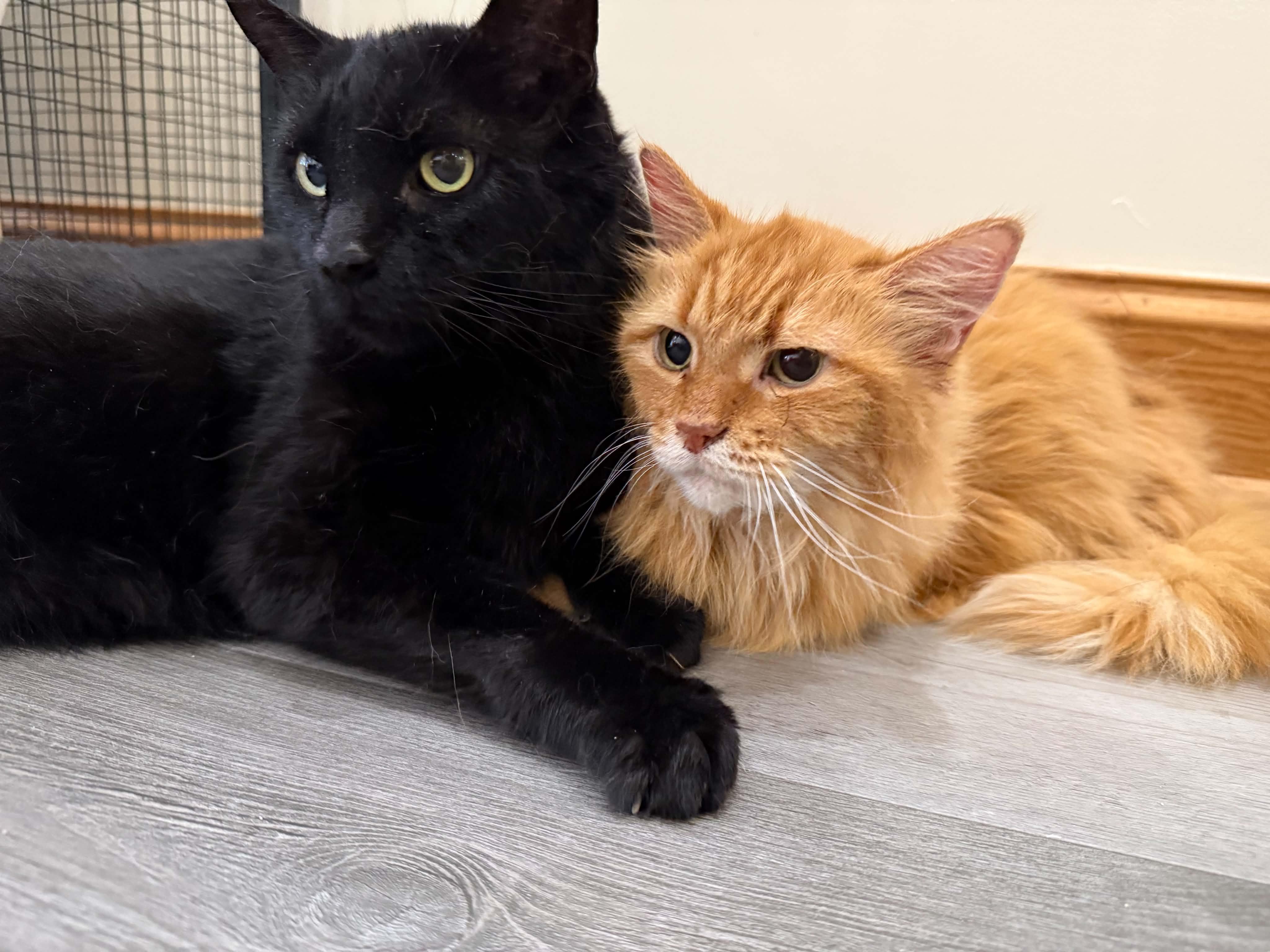 Enlarge Fluffy and Brisket (cat cafe), a Adoptable Domestic Long Hair in West Lafayette, IN image 3/5