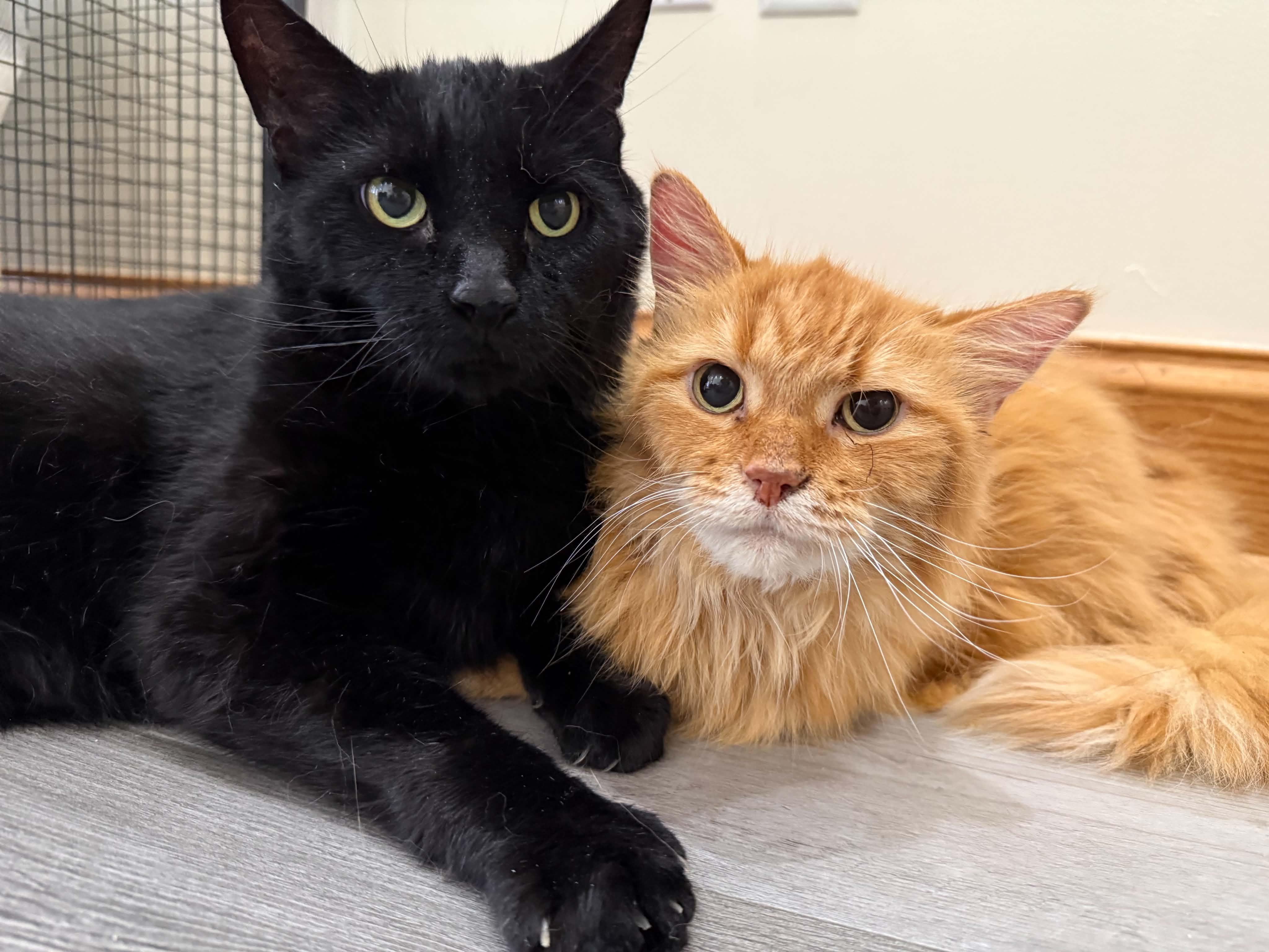 Enlarge Fluffy and Brisket (cat cafe), a Adoptable Domestic Long Hair in West Lafayette, IN image 1/5