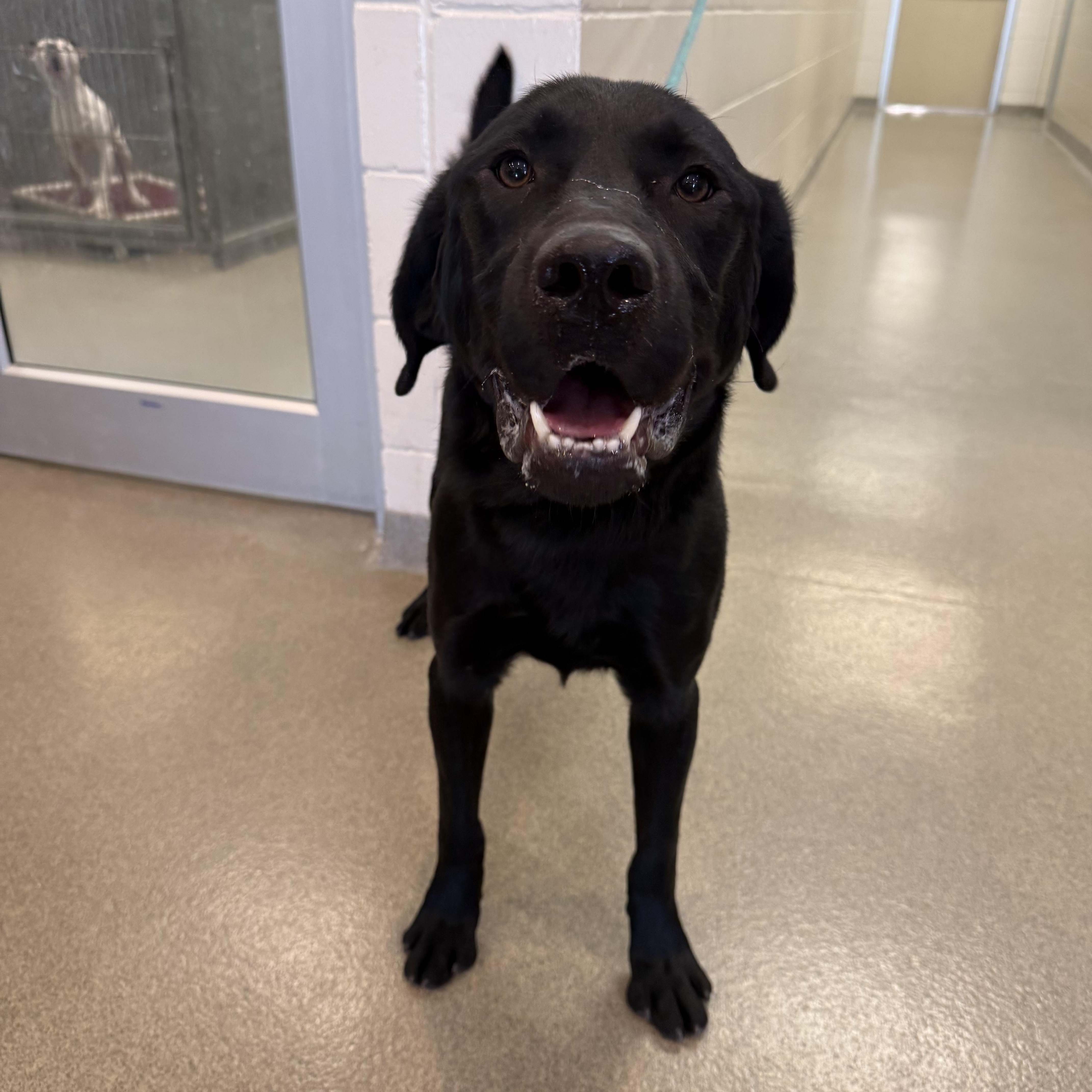 Enlarge Banshee, a Adoptable mixed breed in Kearney, NE image 1/2