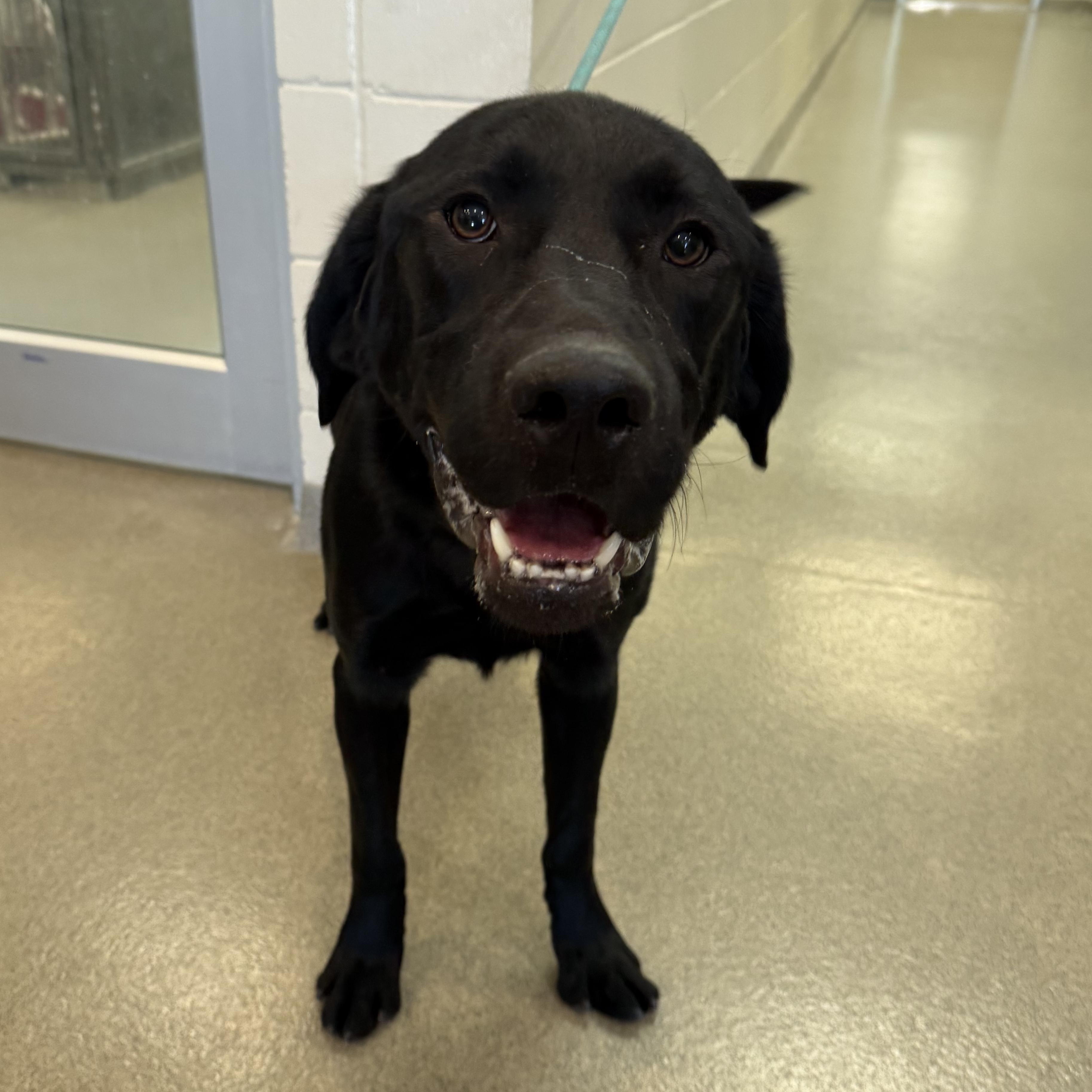 Enlarge Banshee, a Adoptable mixed breed in Kearney, NE image 2/2