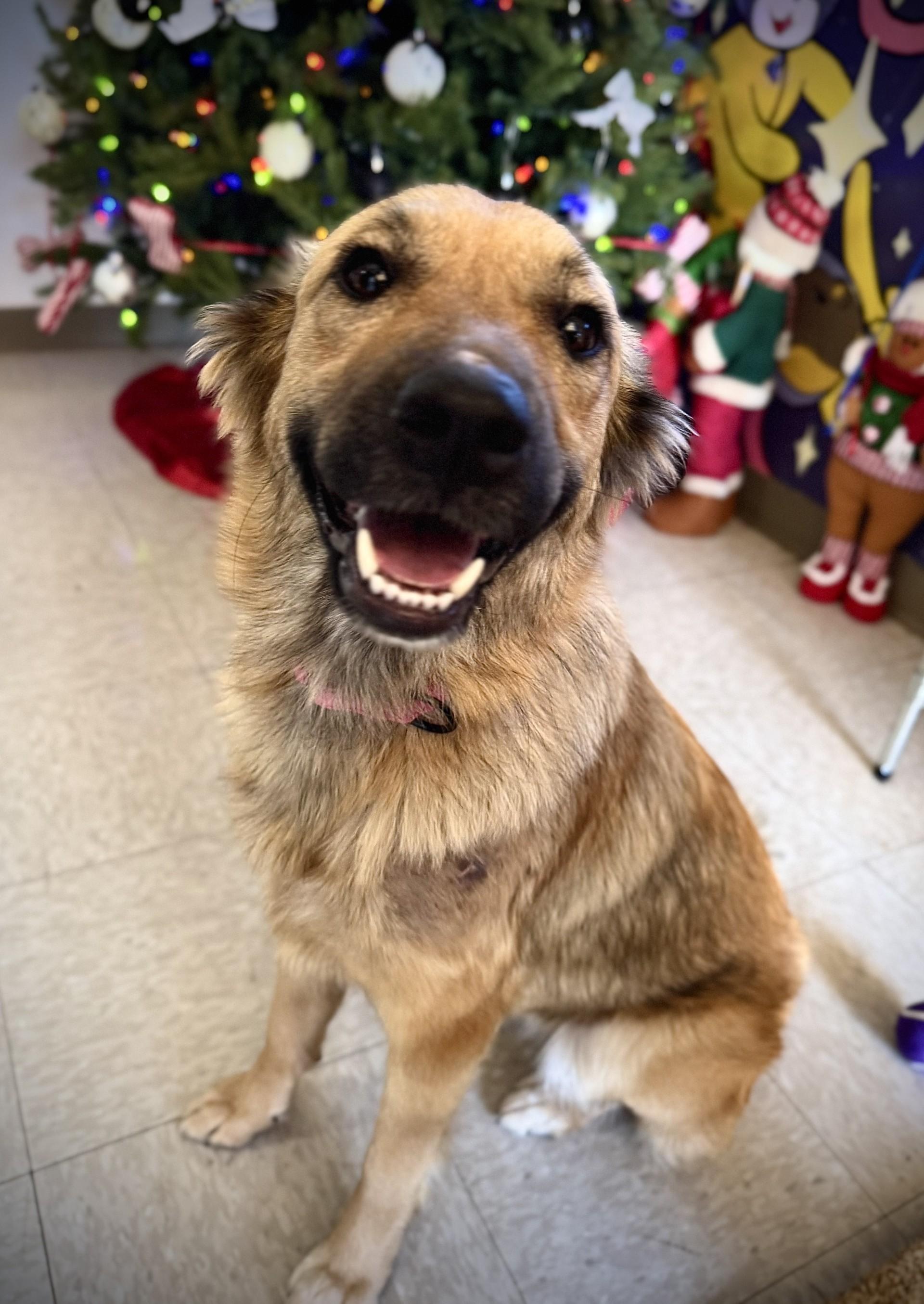 Keeta, adopted, Adult Female Mixed Breed.