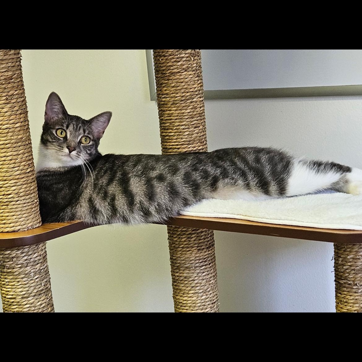 Enlarge Shannon, a Adoptable Domestic Short Hair in Brockport, NY image 2/5