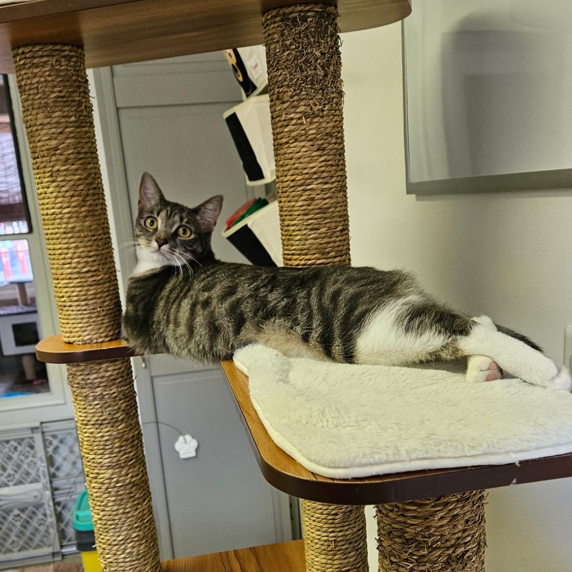 Shannon, Adoptable, Adult Female Domestic Short Hair.