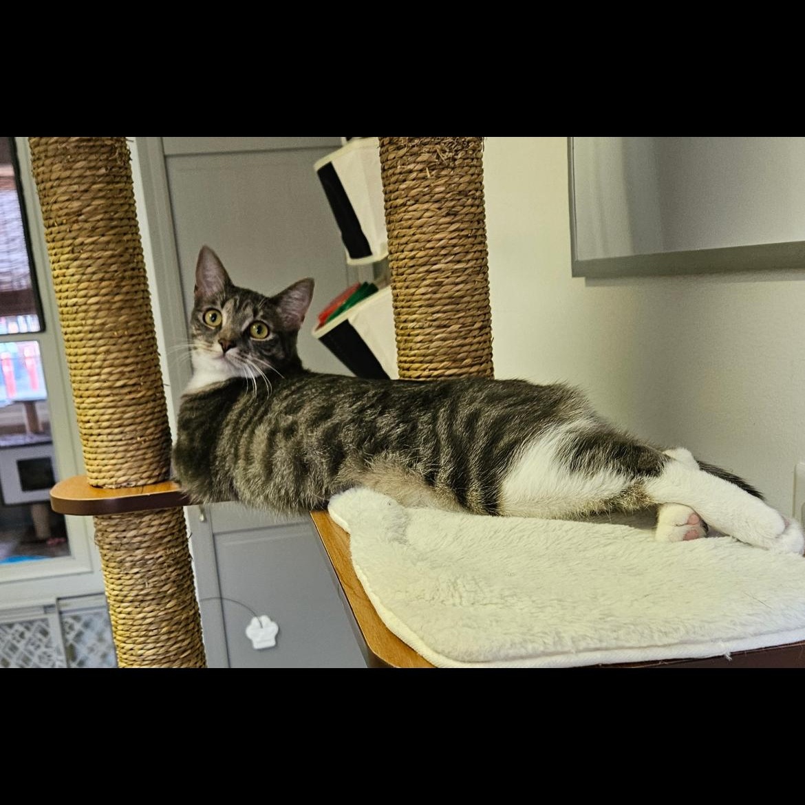 Enlarge Shannon, a Adoptable Domestic Short Hair in Brockport, NY image 3/5