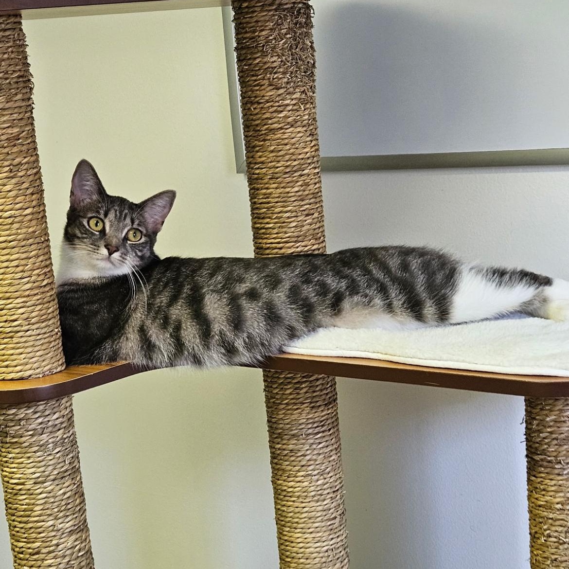 Enlarge Shannon, a Adoptable Domestic Short Hair in Brockport, NY image 4/5