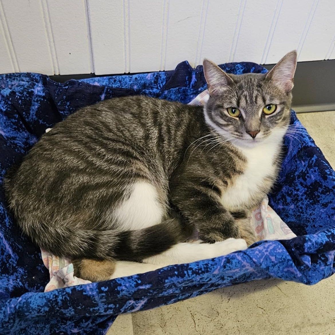 Enlarge Shannon, a Adoptable Domestic Short Hair in Brockport, NY image 5/5