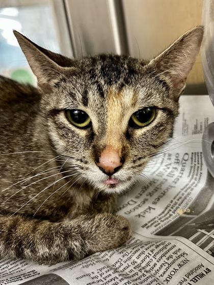 Honda, Adoptable, Adult Female Domestic Short Hair.