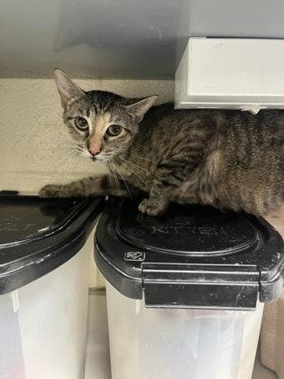 Enlarge Honda, a Adoptable mixed breed in Wichita, KS image 2/2