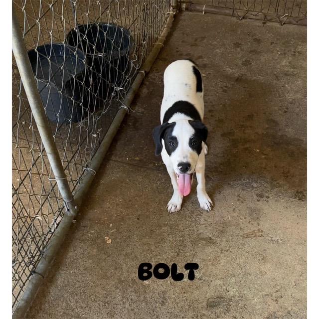 Bolt, Baby Male unknown