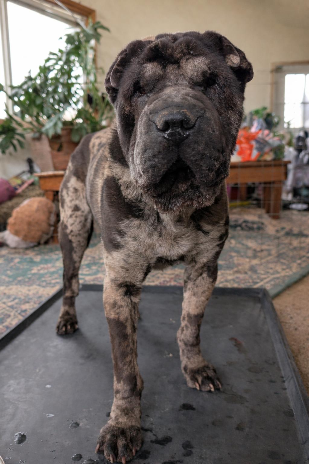 Enlarge Lenny, a Adoptable Shar-Pei in Denver, CO image 1/2