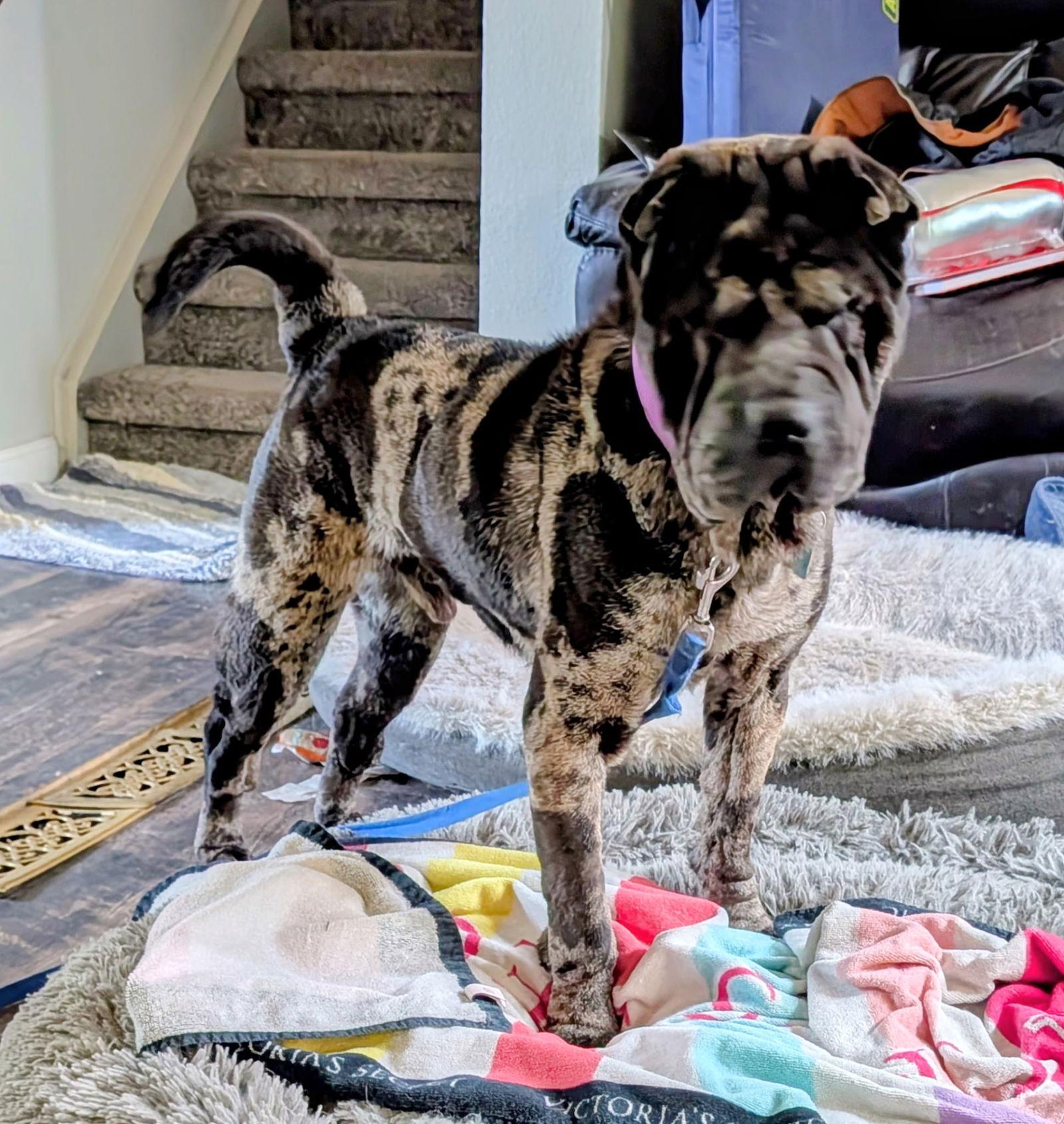 Enlarge Lenny, a Adoptable Shar-Pei in Denver, CO image 2/2
