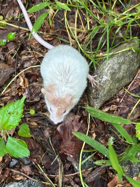 Enlarge Frisbee, a Adoptable Mouse in Latham, NY image 2/2