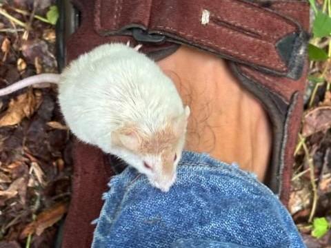 Frisbee, ADOPTABLE, Adult Male Mouse.
