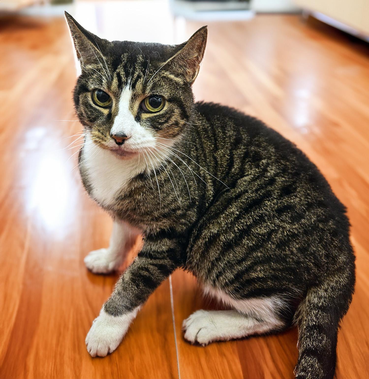 Kayla the kind hearted cutie!, Adoptable, Adult Female Domestic Short Hair.