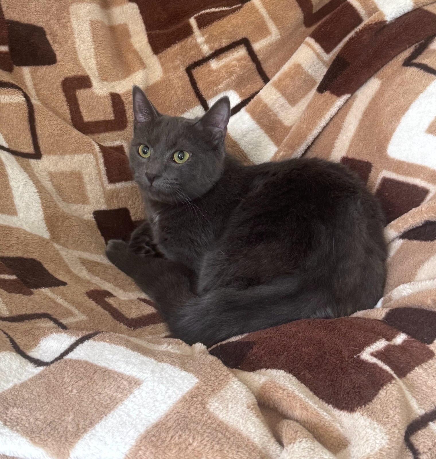 Enlarge Ivy THE THREE LEGGED KITTY, a Adoptable mixed breed in New Haven, CT image 2/3