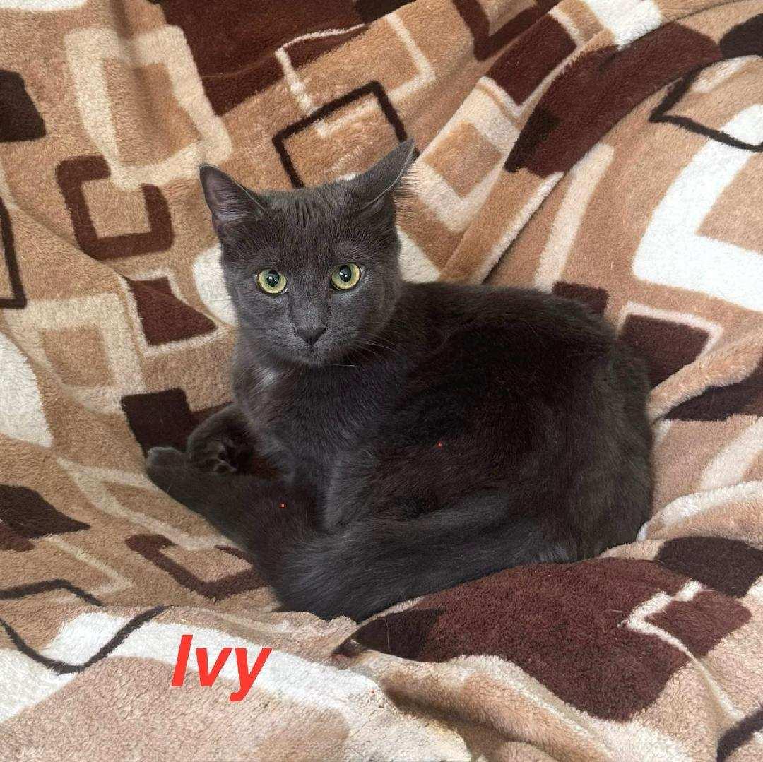 Enlarge Ivy THE THREE LEGGED KITTY, a Adoptable mixed breed in New Haven, CT image 1/3
