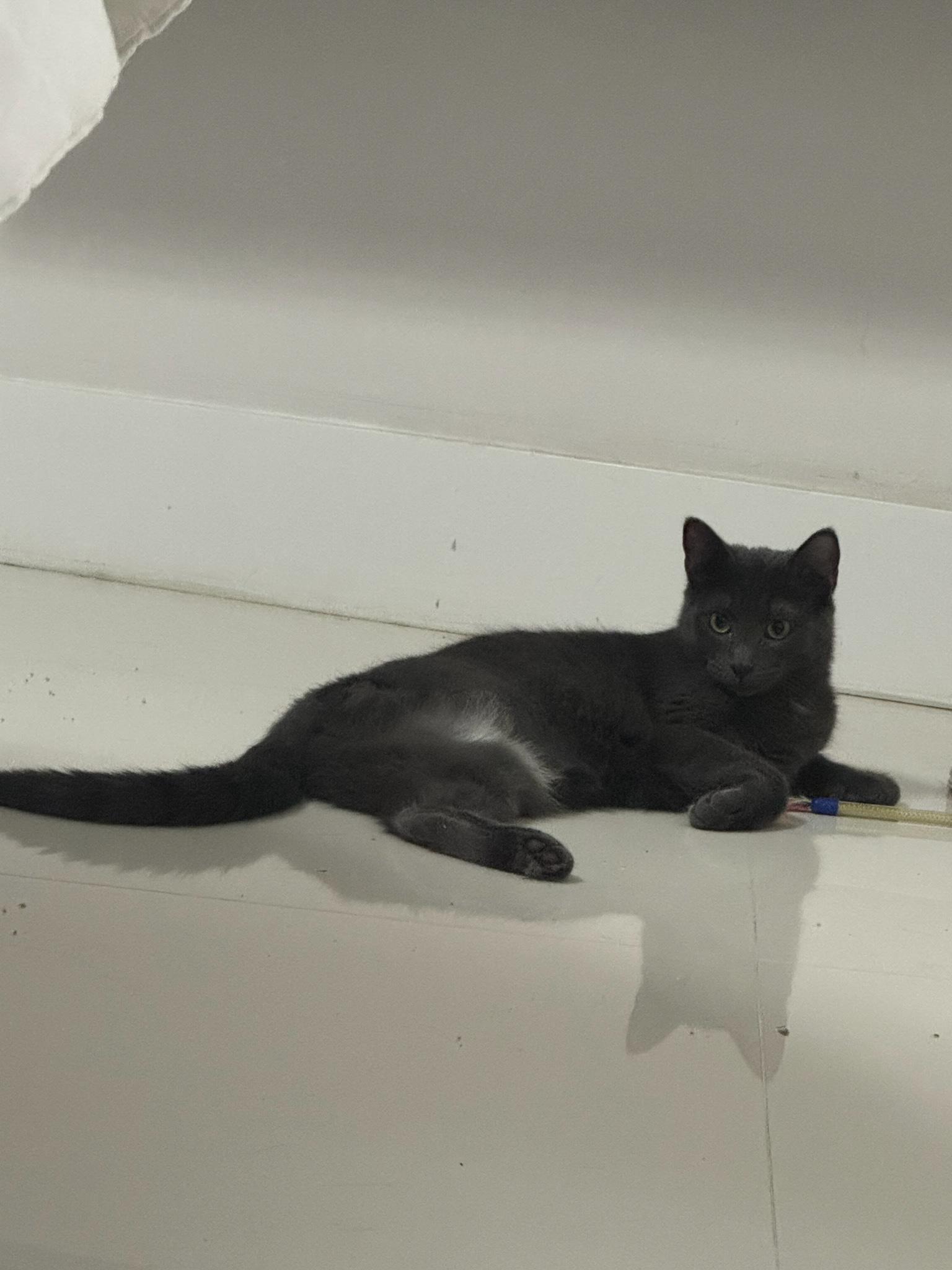 Enlarge Ivy THE THREE LEGGED KITTY, a Adoptable mixed breed in New Haven, CT image 3/3