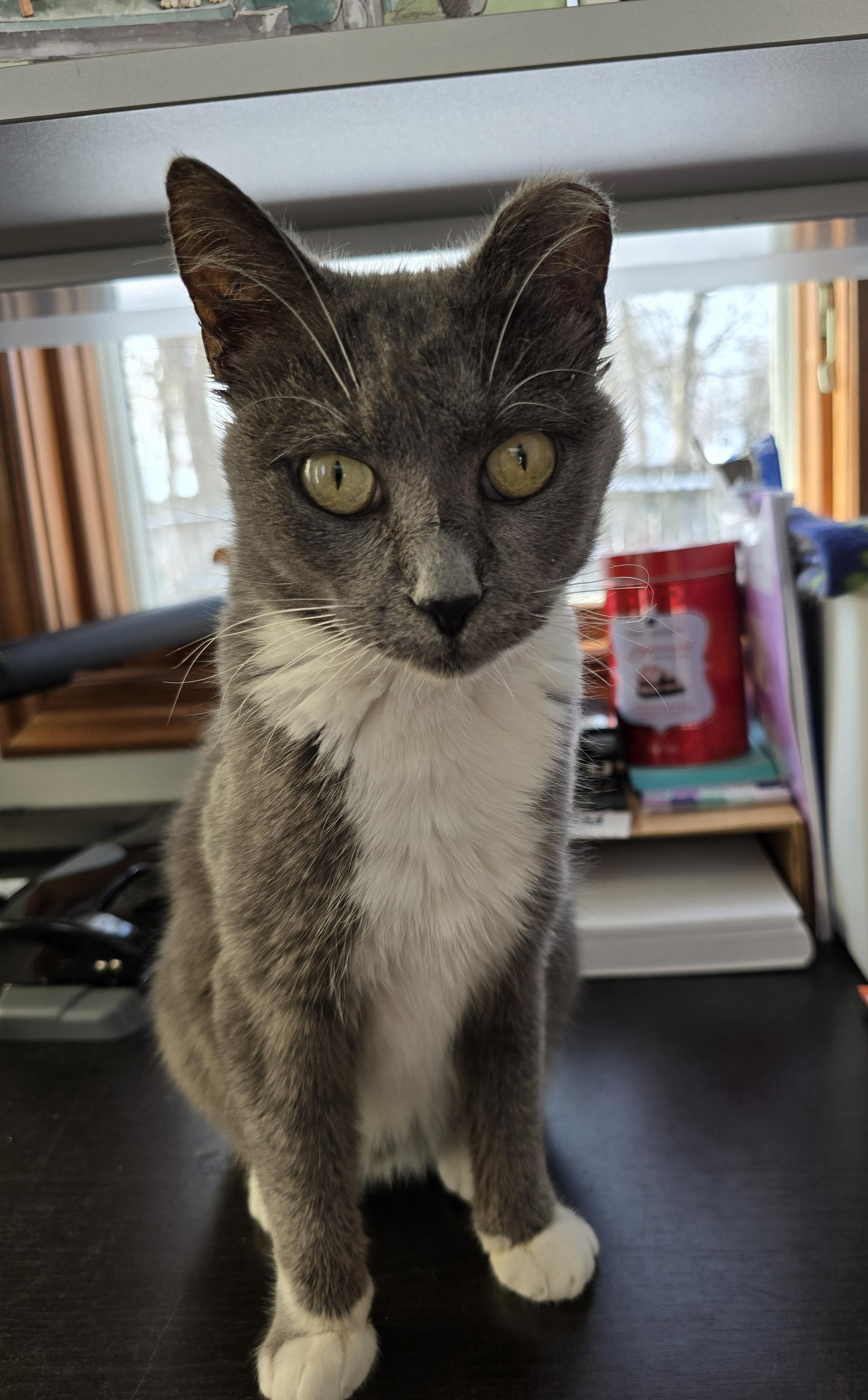 Enlarge Brinley, an adoptable mixed breed in Big Lake, MN image 1/6