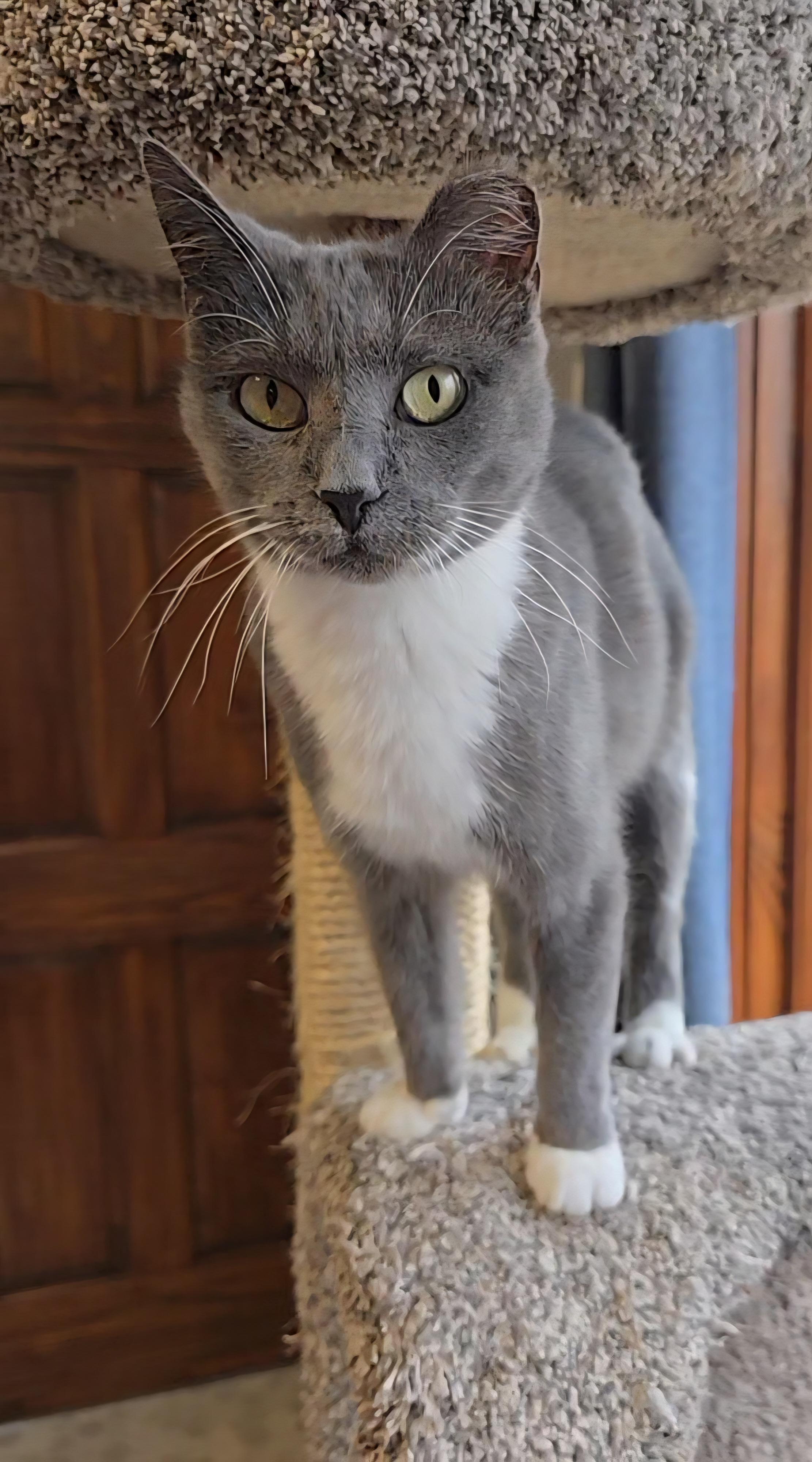 Enlarge Brinley, an adoptable mixed breed in Big Lake, MN image 2/6