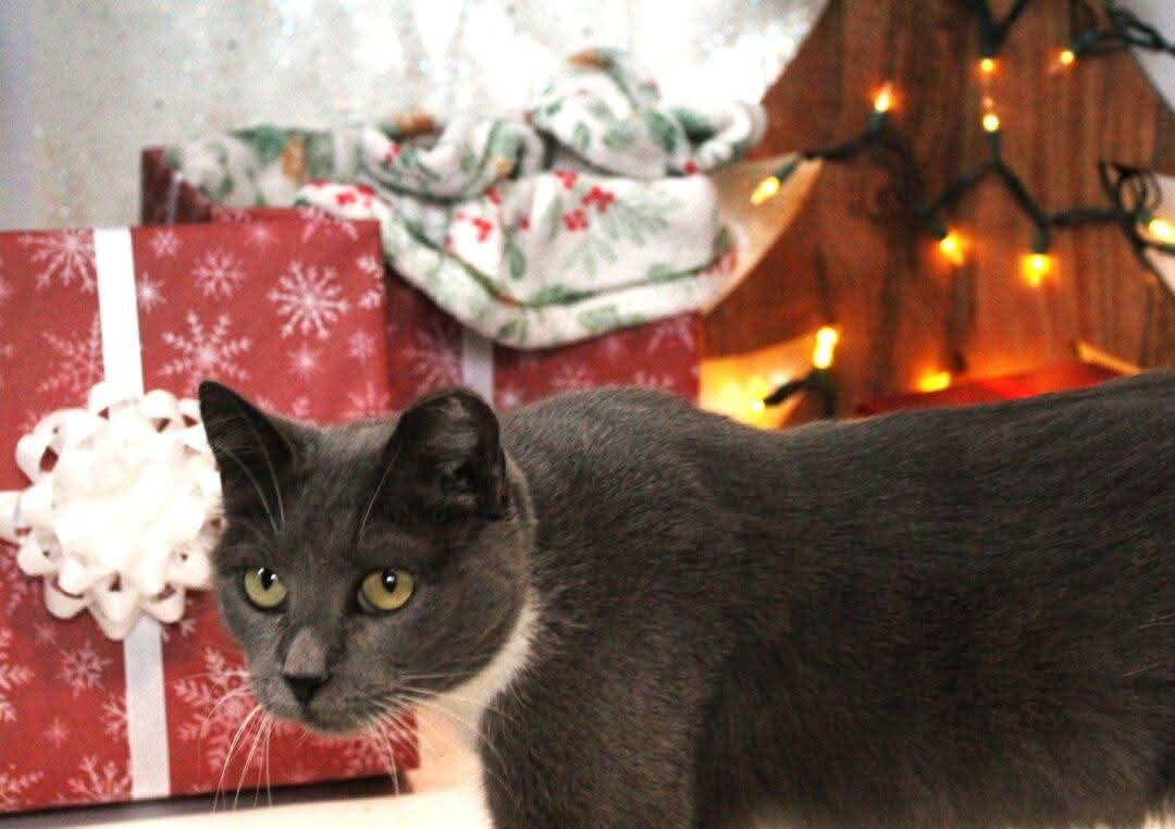 Enlarge Brinley, an adoptable mixed breed in Big Lake, MN image 3/6