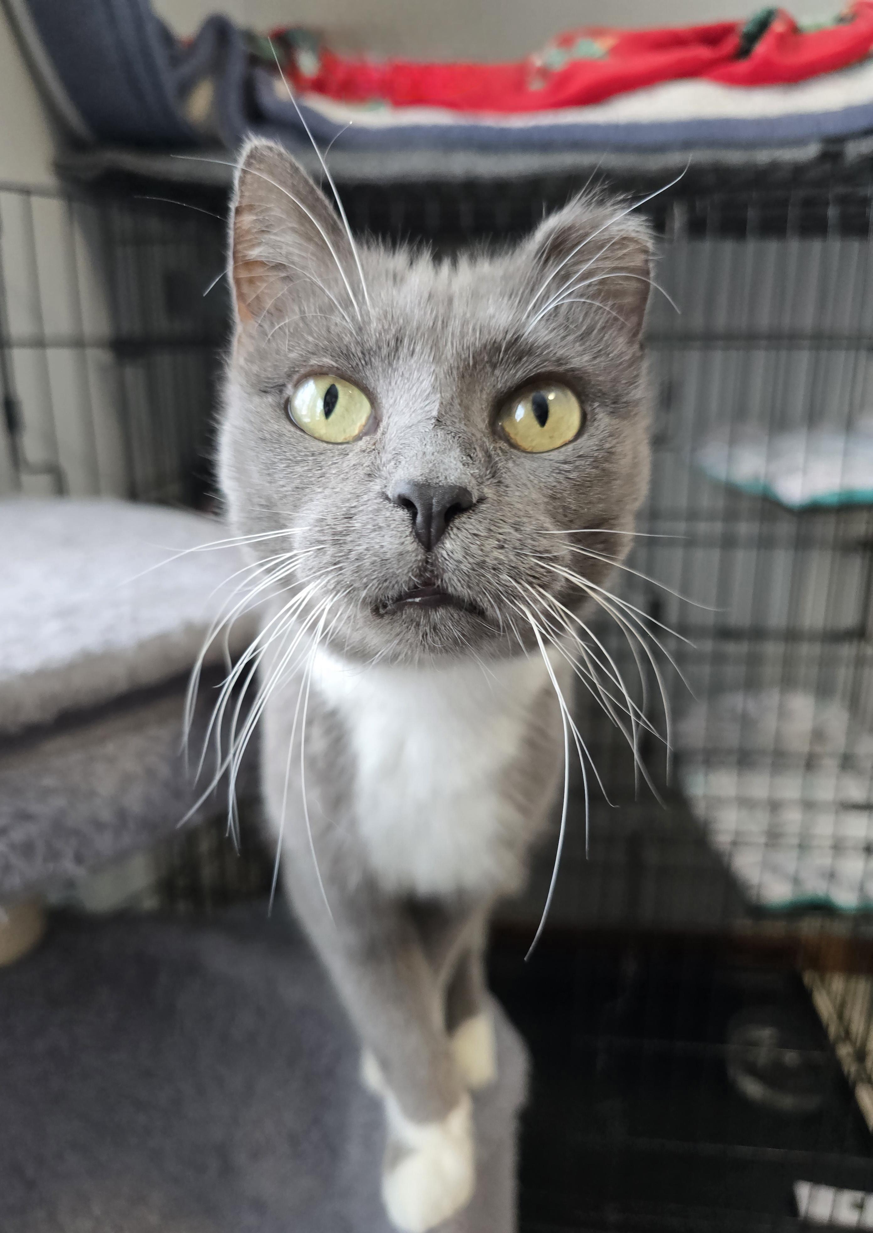 Enlarge Brinley, an adoptable mixed breed in Big Lake, MN image 4/6