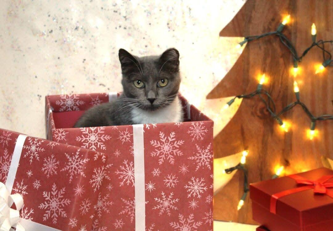 Enlarge Brinley, an adoptable mixed breed in Big Lake, MN image 5/6