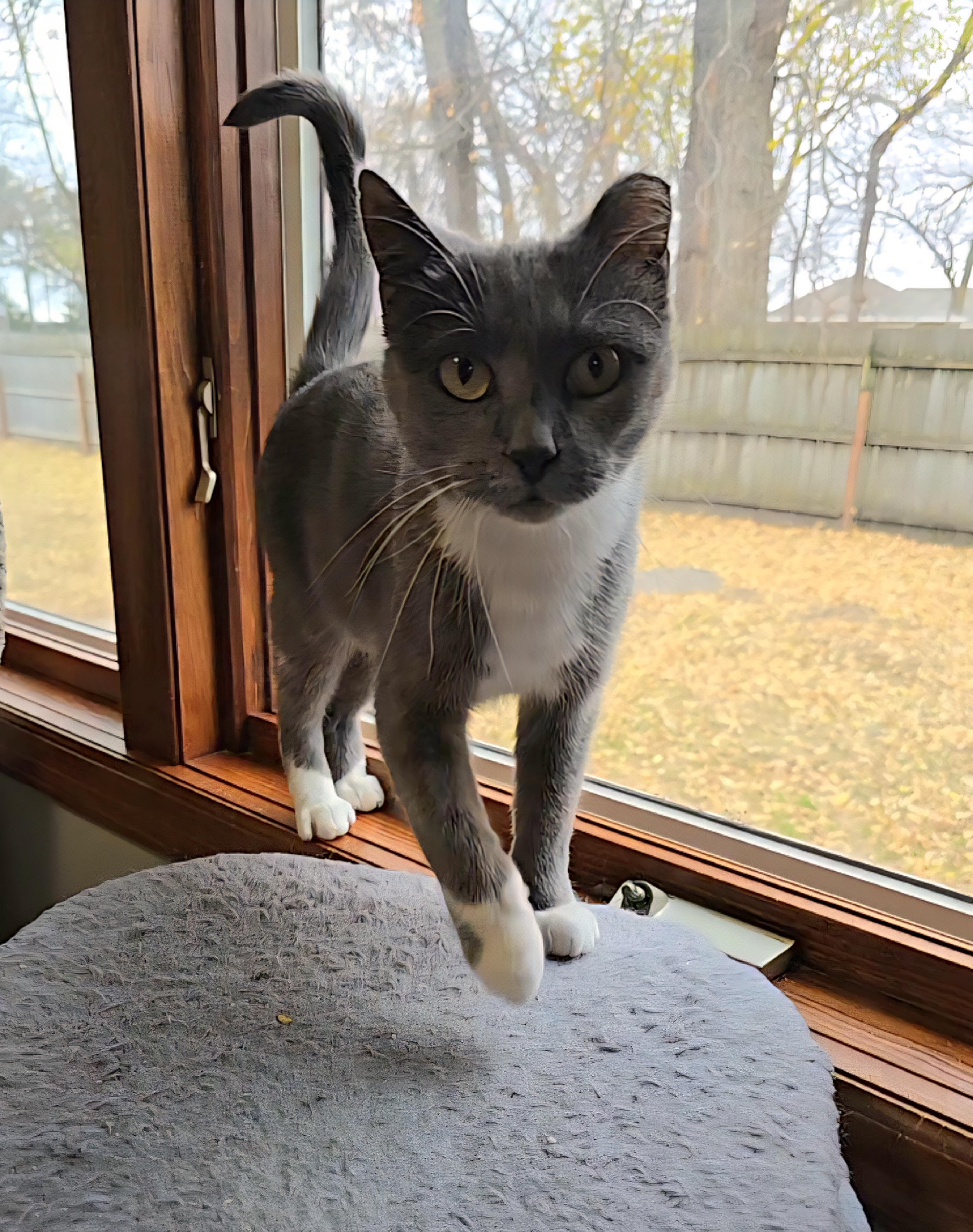 Enlarge Brinley, an adoptable mixed breed in Big Lake, MN image 6/6