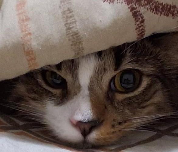Enlarge Waldorf, a Adoptable Domestic Medium Hair in Garrett Park, MD image 3/6