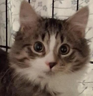 Enlarge Waldorf, a Adoptable Domestic Medium Hair in Garrett Park, MD image 4/6