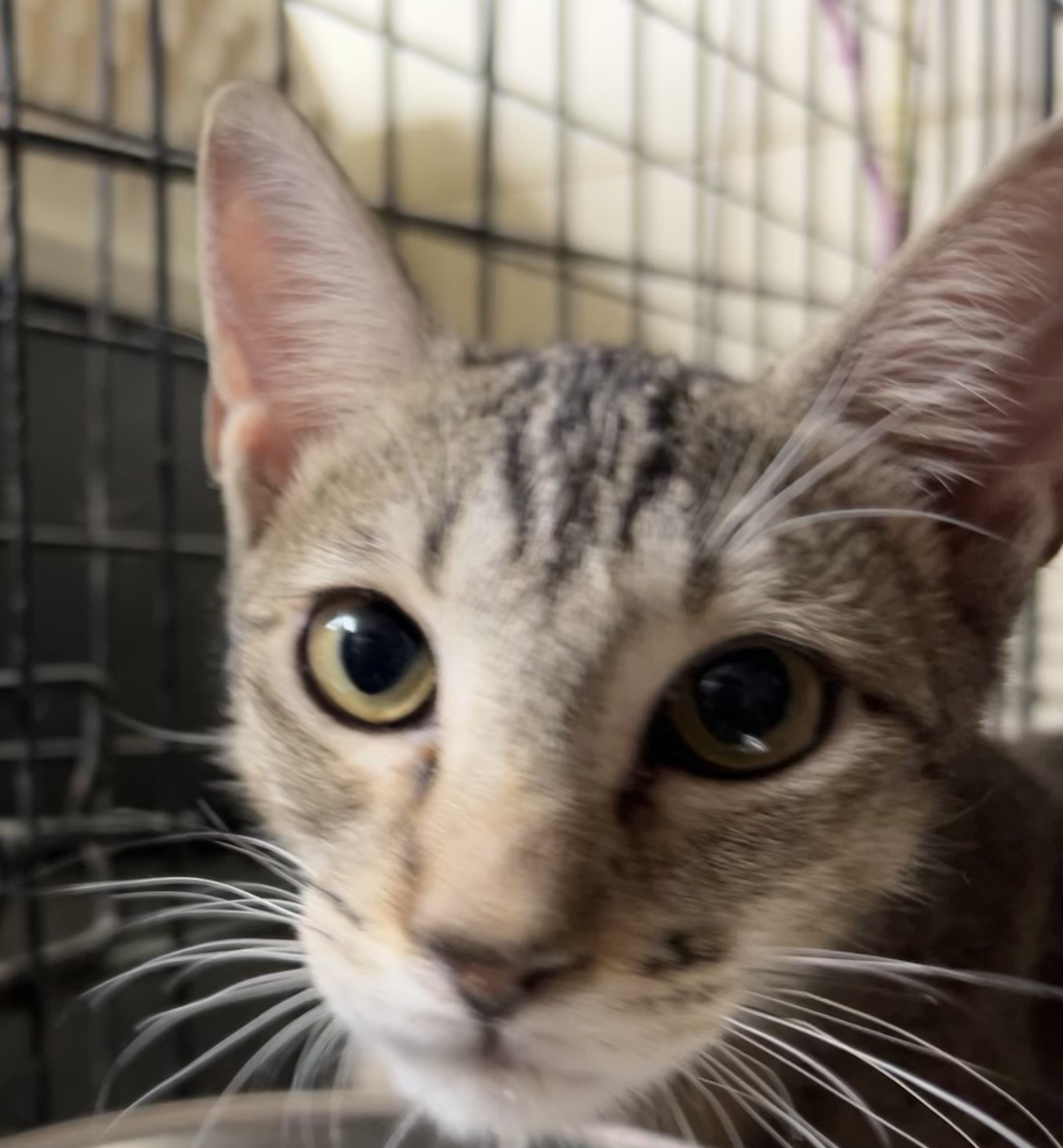 Whiskey, an adoptable Tabby, American Shorthair in New Orleans, LA, 70175 | Photo Image 3