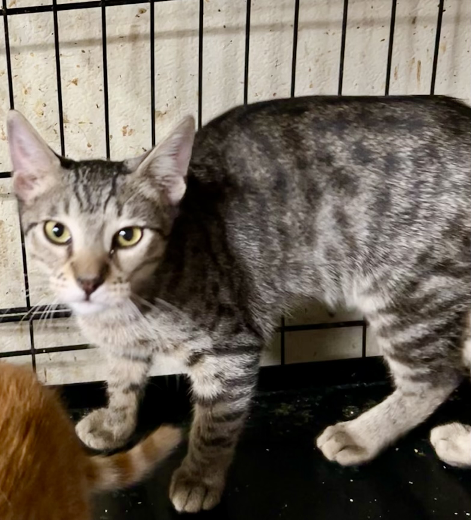 Whiskey, a Adoptable mixed breed in New Orleans, LA image 2/3