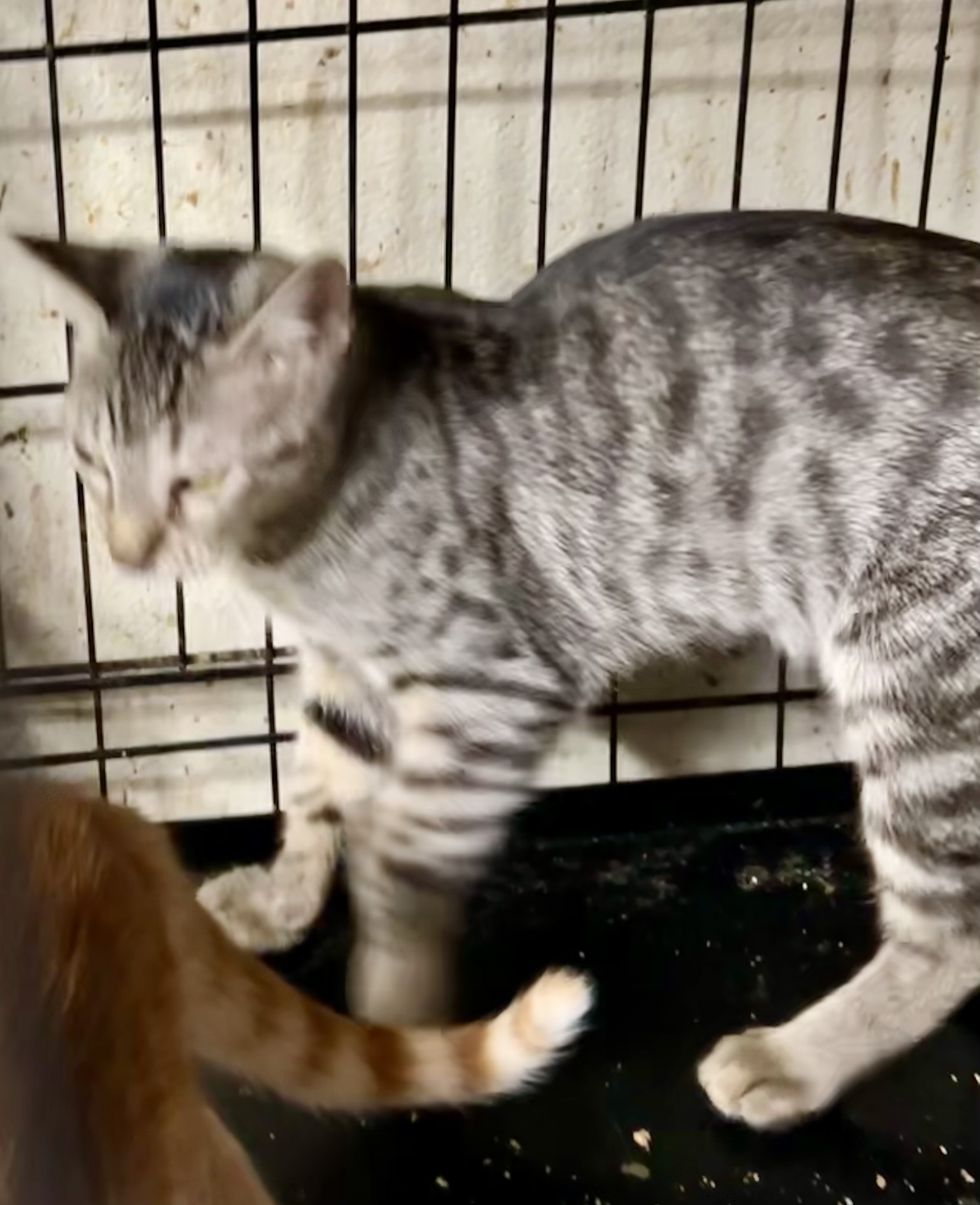 Whiskey, a Adoptable mixed breed in New Orleans, LA image 3/3