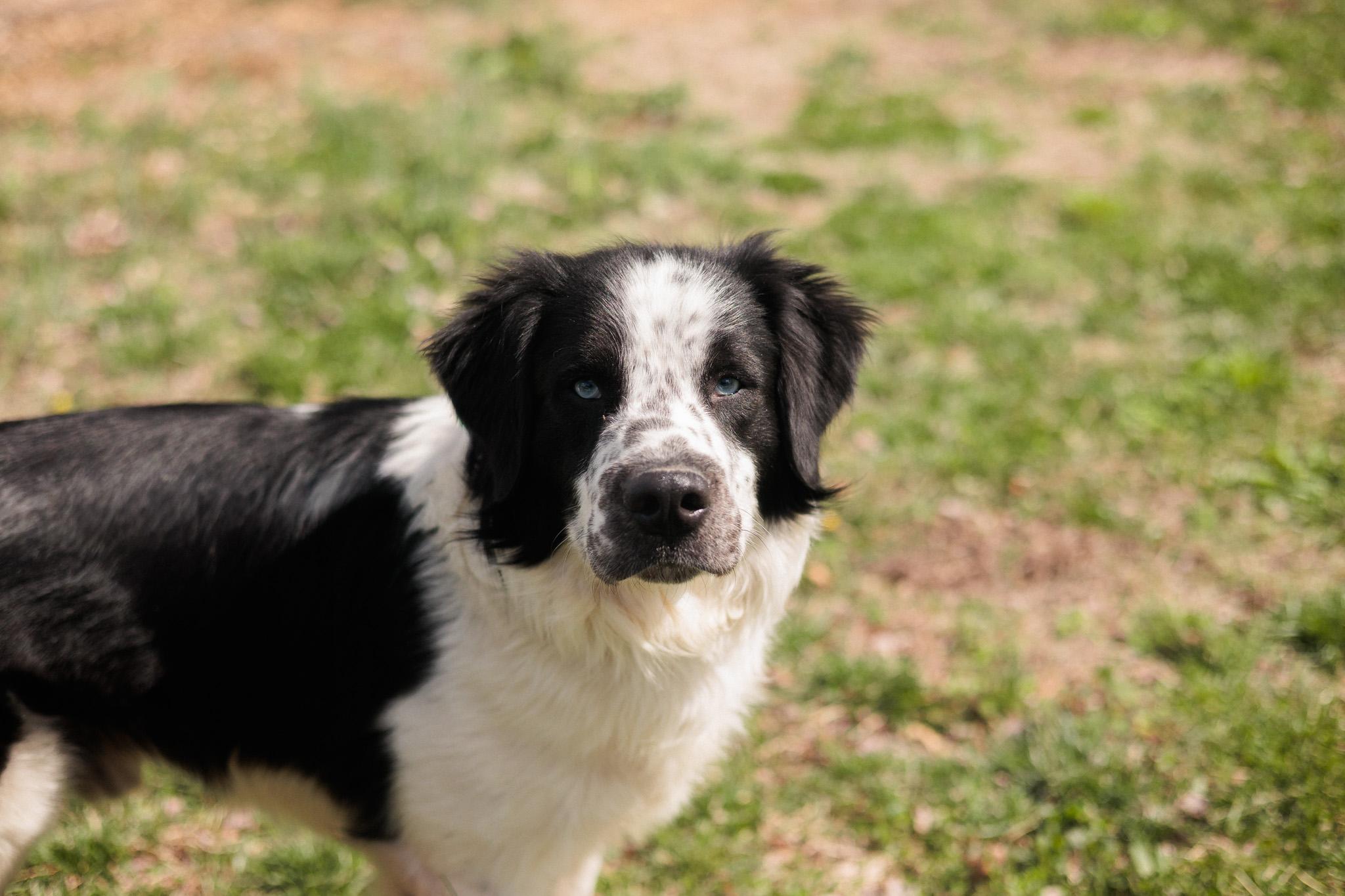 Enlarge Monty - Transport, a Adoptable mixed breed in Washington, PA image 5/6
