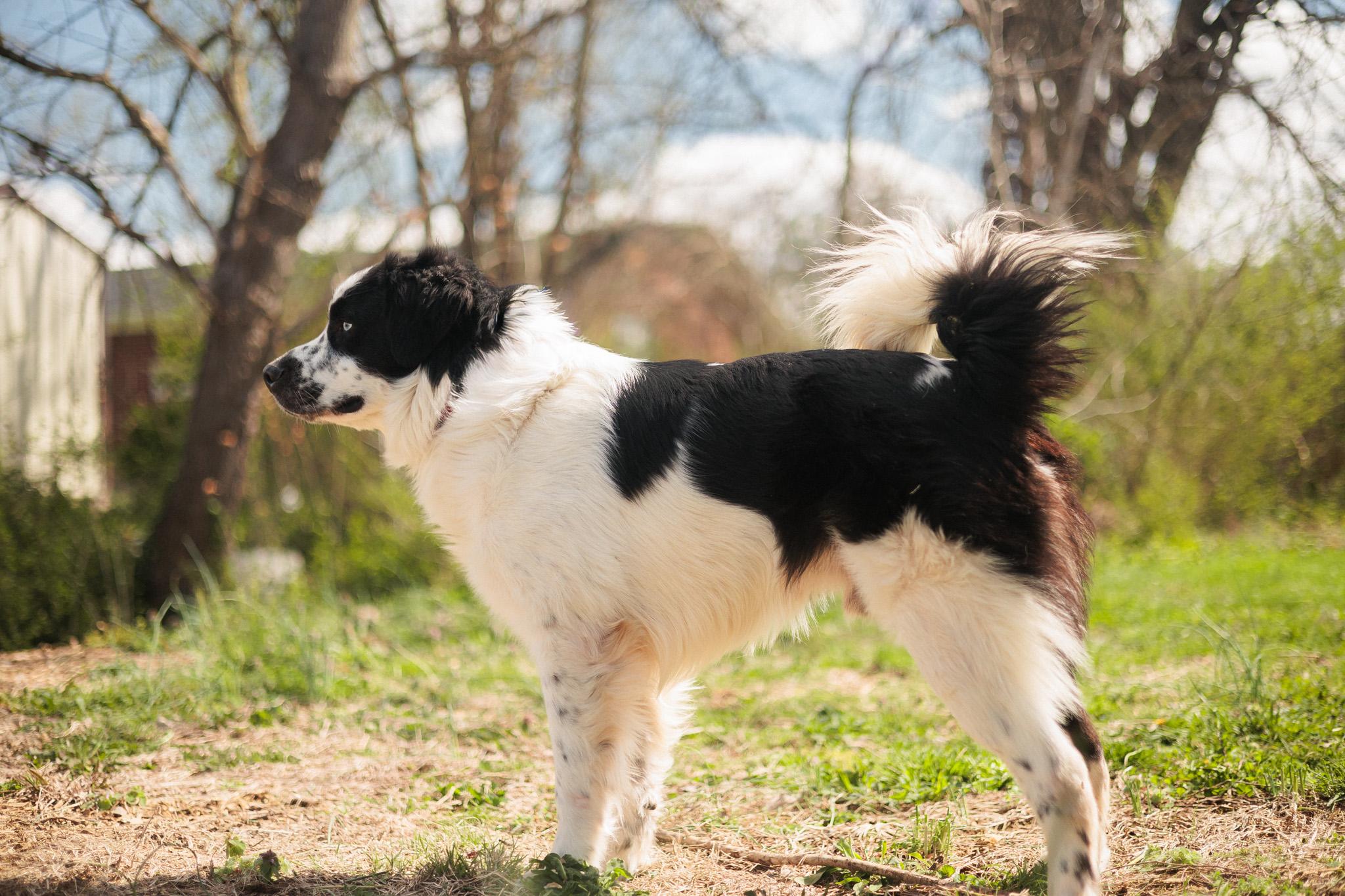 Enlarge Monty - Transport, a Adoptable mixed breed in Washington, PA image 4/6