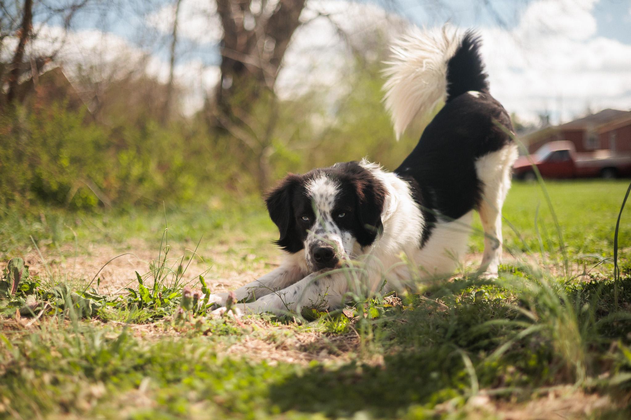 Enlarge Monty - Transport, a Adoptable mixed breed in Washington, PA image 1/6