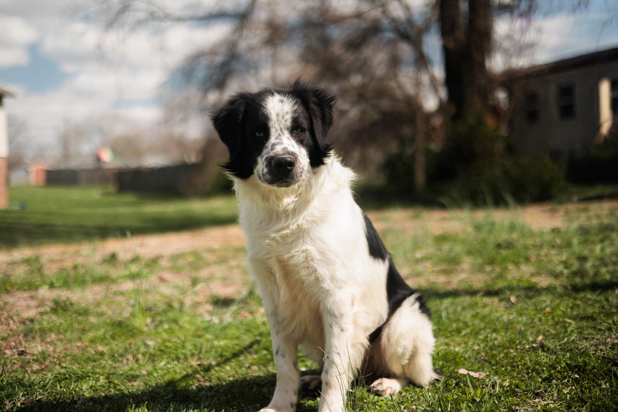 Enlarge Monty - Transport, a Adoptable mixed breed in Washington, PA image 2/6