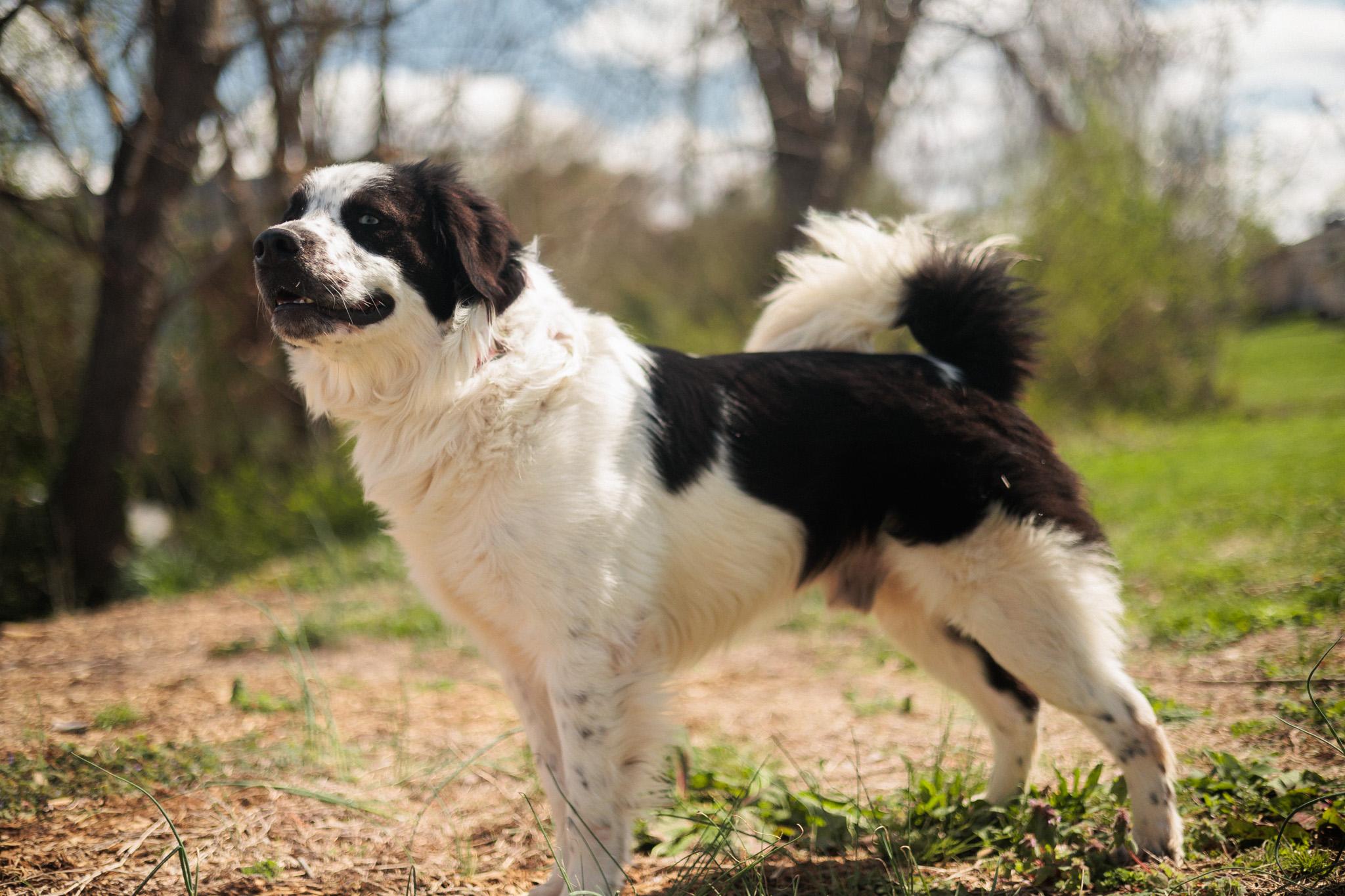 Enlarge Monty - Transport, a Adoptable mixed breed in Washington, PA image 3/6