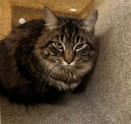 TONY, Adoptable, Young Male Domestic Long Hair & Domestic Short Hair.