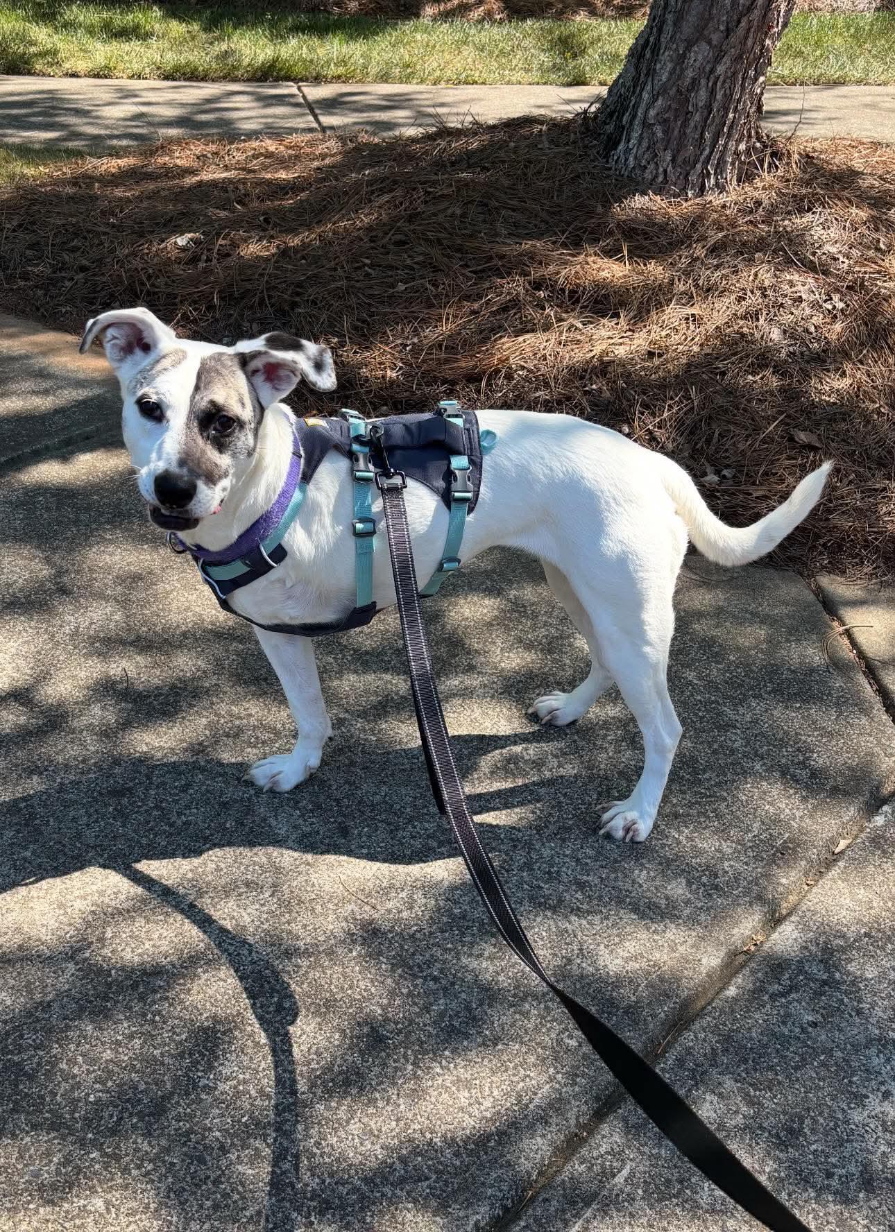 Maddison, a Adoptable Pit Bull Terrier in Mint Hill, NC image 2/3